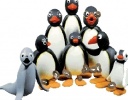 Pingu Ailesi